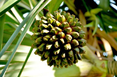 Ağaçta büyüyen bir muz kümesinin yakın plan çekimi.