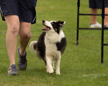 İyi eğitilmiş siyah beyaz bir Collie köpeği bir adamla dize geliyor.