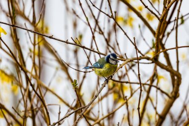 A beautiful great tit bird perching on bushes against a blurred background