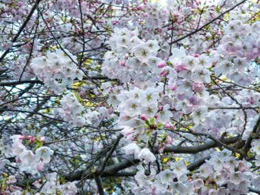 Victoria, BC, Kanada 'da kiraz çiçekli güzel bir ağaç manzarası