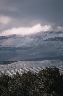 Güney Afrika, Matroosberg 'deki gri gökyüzüne karşı kar kayalıklarının altındaki ağaçların dikey manzarası