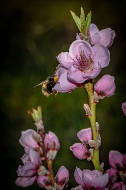 Şeftali ağacından beslenen bal arısının dikey yakın çekimi.