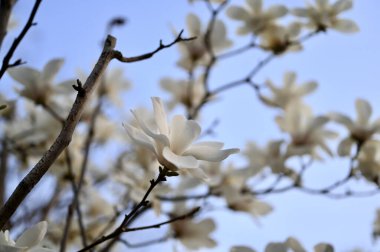 Çiçek açan beyaz Magnolia kobus çiçekleri baharda bahçede yetişir.
