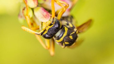 Bulanık arka planda sarı bir eşekarısının yakın plan çekimi.