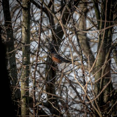 Ağaçta tünemiş bir bülbülün yakın plan çekimi.