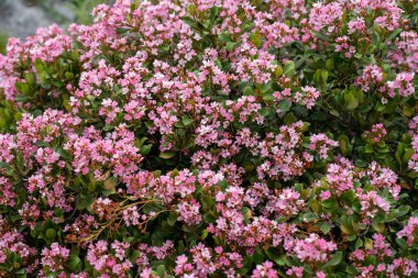 A closeup of pink Indian Hawthorn (Rhaphiolepis indica) plant flowers blooming under the bright sunlight clipart