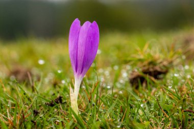 Mor bir kruvazörün yakın çekimi.