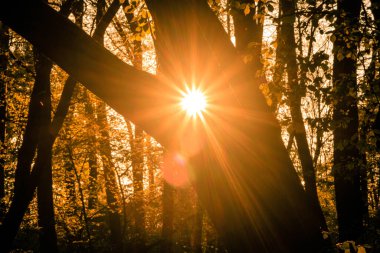 Gün batımının parlak güneş ışınları ormandaki kalın ağaç dallarının arasından geliyor.