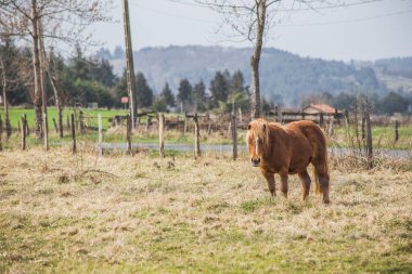 Shetland midillisinin güzel bir fotoğrafı.