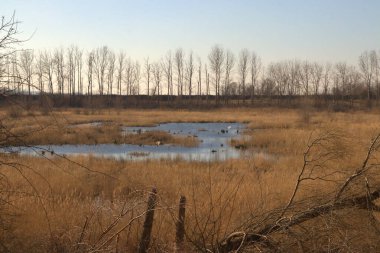 Güneşli bir günde küçük bir gölet ve kurumuş otlarla dolu bir tarla.