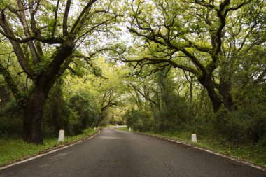 Gün ışığında ağaçlarla çevrili boş bir orman yolu.