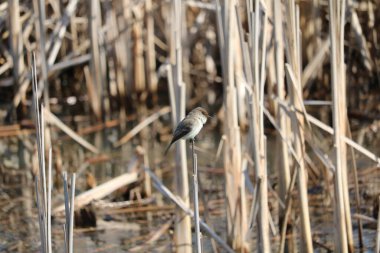 Bir sazlığın gövdesine yakın çekim.
