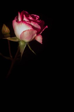 Siyah arka planda izole edilmiş güzel pembe bir gülün dikey görüntüsü.