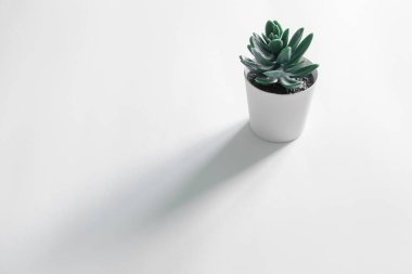 Beyaz bir yüzey üzerinde beyaz bir çömlekte küçük bir Echeveria bitkisi