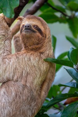 Kosta Rika 'daki Manuel Antonio Ulusal Parkı' nda yeşil yapraklı bir ağaçta bir Tembel 'in yakın çekimi.