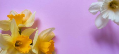 Pembe arka planda nergislerin üst görüntüsü.