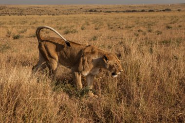 Serengeti Milli Parkı 'nda altın ışıkta bir dişi aslan yürüyor. Tanzanya.