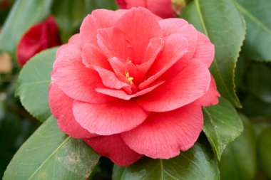 Baharda bahçede yetişen pembe bir Japon kamelyasının yakın plan fotoğrafı.