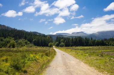 Güneşli bir günde ormana giden toprak yolun doğal bir görüntüsü.