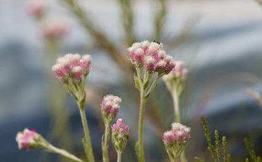 Baharda bahçede üzerinde böcek olan pembe bir Antennaria Dioica resmi.