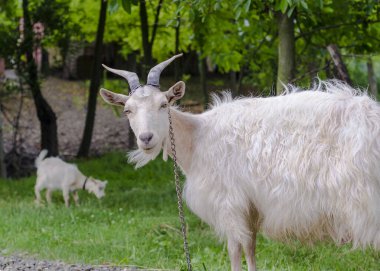 Beyaz bir Saanen keçisi kameraya bakıyor.