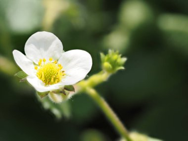 Bulanık bir arkaplanda beyaz bir çilek çiçeğinin makro fotoğrafı.