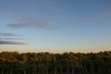 An aerial shot of a beautiful forest on a sunny day