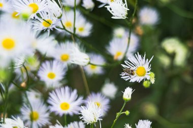 Papatya çiçekleri ve bir böceğin yakın çekimi.