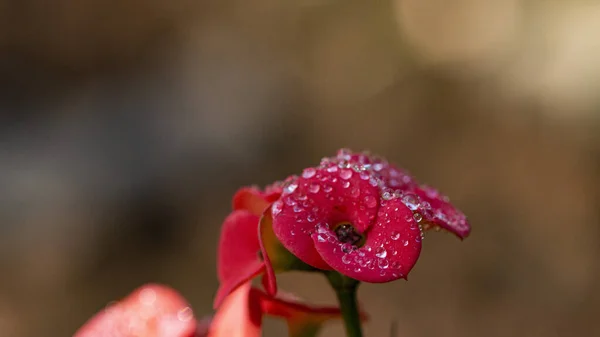 Zbliżenie Zdjęcie Czerwonych Kwiatów Kroplami Rosy — Zdjęcie stockowe