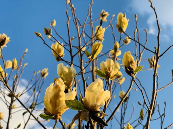 Lilytree Flower Blue Sky — Stock Photo, Image