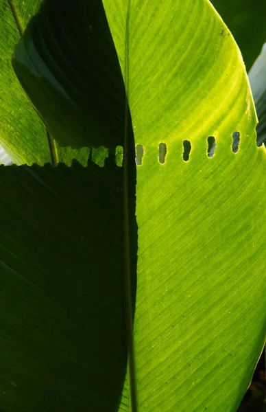 Μια Κάθετη Λήψη Πράσινης Υφής Φύλλου Φόντου — Φωτογραφία Αρχείου