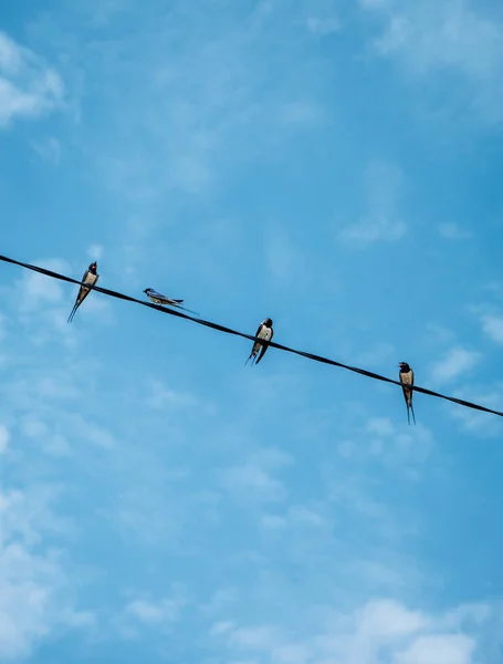 Vertikální Záběr Ptáků Sedících Drátu Pozadí Modré Oblohy — Stock fotografie