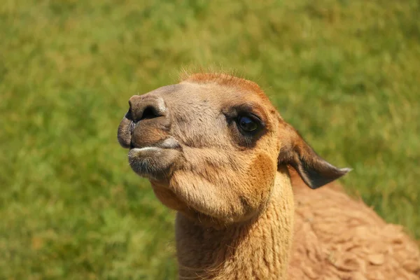 Närbild Söt Kamel Ansikte Pekade Uppåt Bakgrunden Grönt Gräs — Stockfoto
