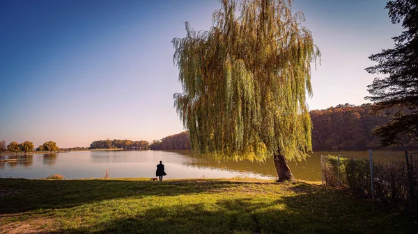 Bellissimo Scenario Con Salice Silhouette Uomo Piedi Vicino Esso Sul — Foto Stock