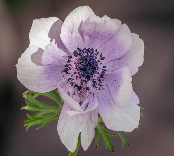 Closeup Poppy Anemone Blurred Background — Stock Photo, Image