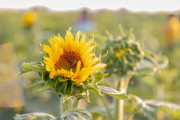 Eine Nahaufnahme Von Sonnenblumen Auf Einem Bauernhof Bei Sonnenuntergang — Stockfoto