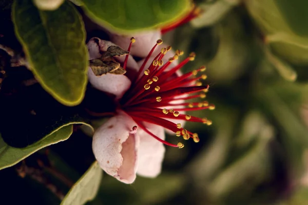 Makro Widok Feijoa Sellowiana Ananas Guava Kwiat Wśród Zielonych Liści — Zdjęcie stockowe