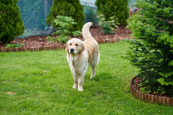 Belo Tiro Cão Golden Retriever Gramado Jardim Durante Dia — Fotografia de Stock