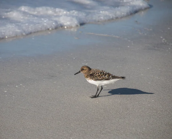 Gros Plan Oiseau Roux Debout Sur Plage Près Eau — Photo