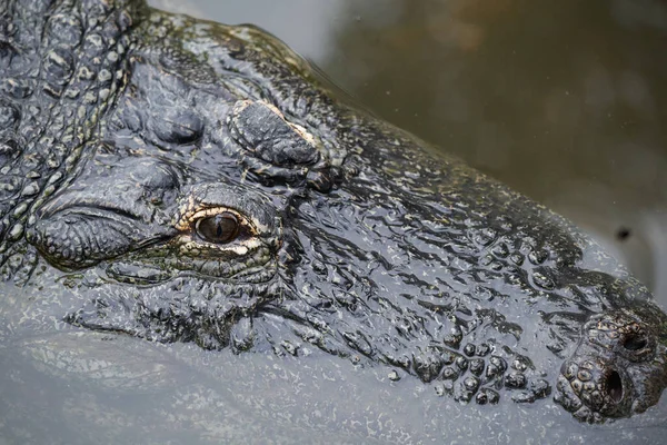 Крупный План Крокодилового Глаза — стоковое фото
