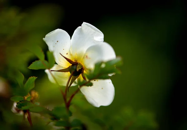 ภาพระยะใกล ของดอกไม ขาว ดอกไม นหล งเบลอ — ภาพถ่ายสต็อก