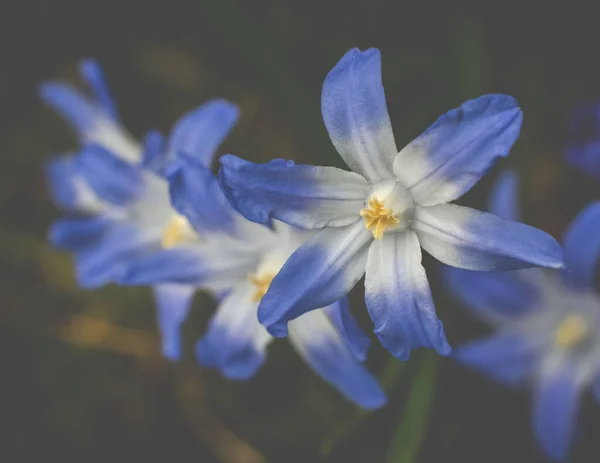 Eine Nahaufnahme Von Blühenden Blau Weißen Blumen Der Herrlichkeit Des — Stockfoto