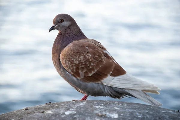 Nahaufnahme Einer Braunen Und Weißen Taube Mit Verschwommenem Wasser Hintergrund — Stockfoto