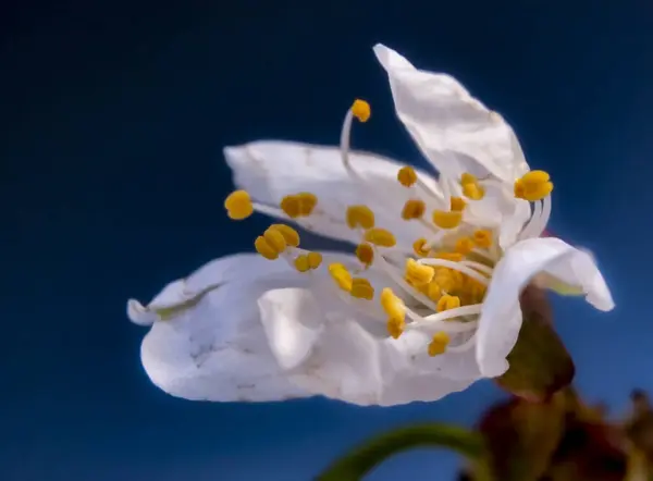 Koyu Arkaplanı Olan Bir Kiraz Ağacının Beyaz Çiçeğinin Yakın Plan — Stok fotoğraf