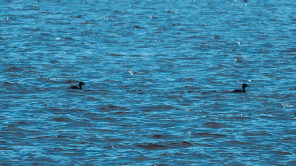 Две Грибные Птицы Плавающие Море — стоковое фото