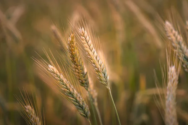 Selektivní Snímek Plně Zralých Zlatých Uší Pšenice Poli Slunci Konci — Stock fotografie