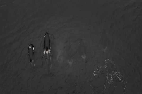 海で高速で泳ぐオルカのポッドの空中グレースケールビュー — ストック写真
