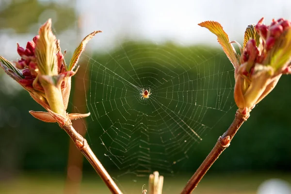 Spider Its Cobweb Garden Sunny Day — Stock Photo, Image