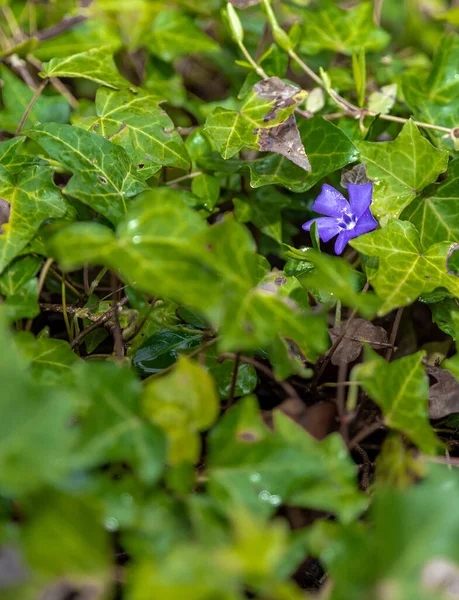 Disparo Vertical Floreciente Periwinkle Púrpura Entre Vegetación — Foto de Stock