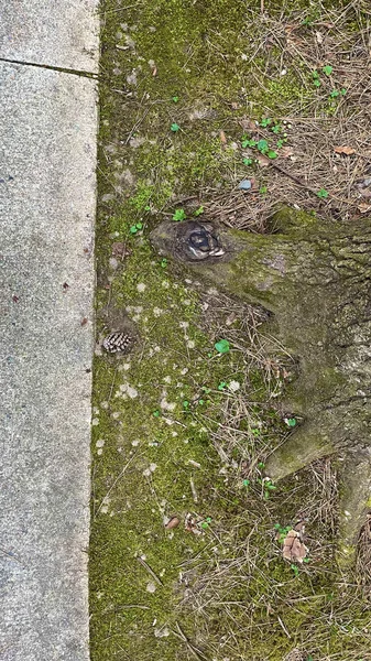 Tronco Musgoso Árbol Cerca Pavimento — Foto de Stock